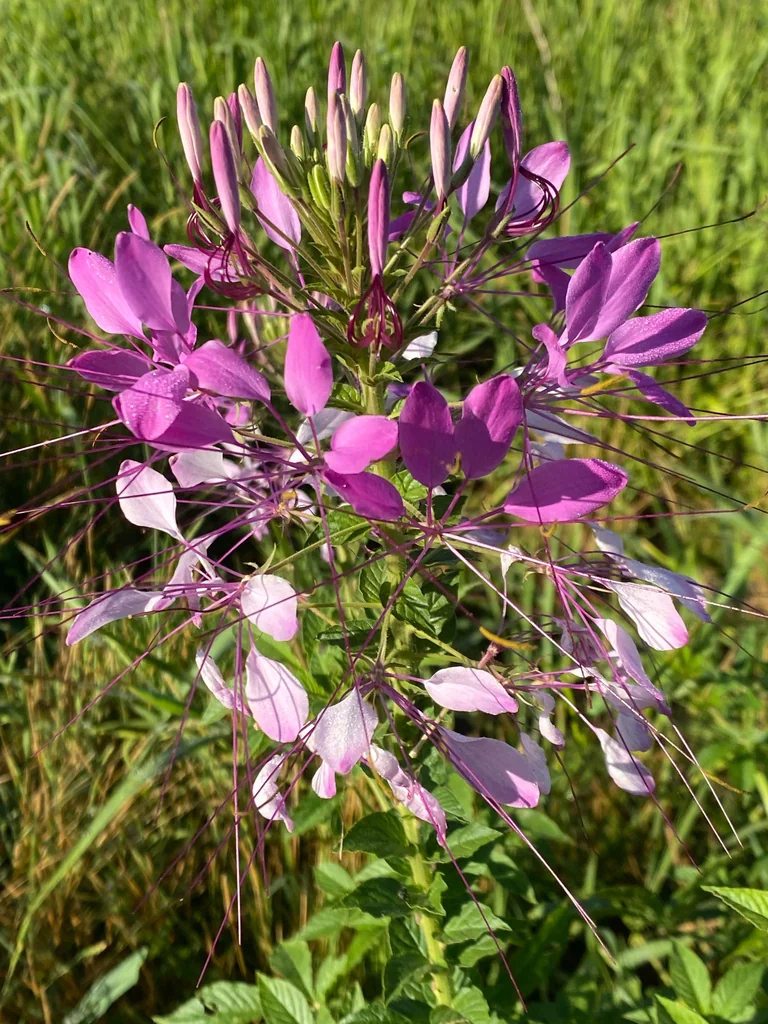 Cleome hassleriana
