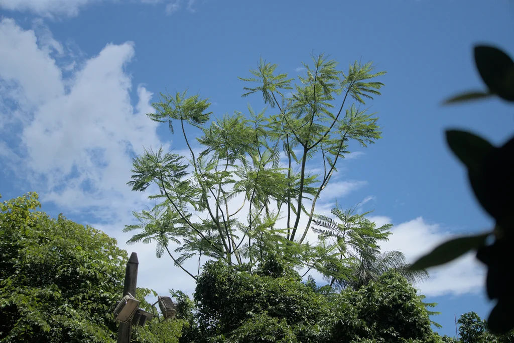 Schizolobium Parahyba