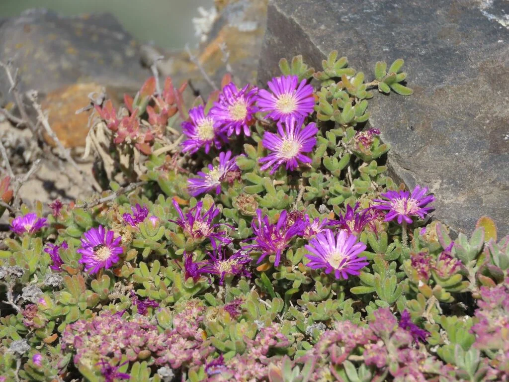 Drosanthemum Floribundum