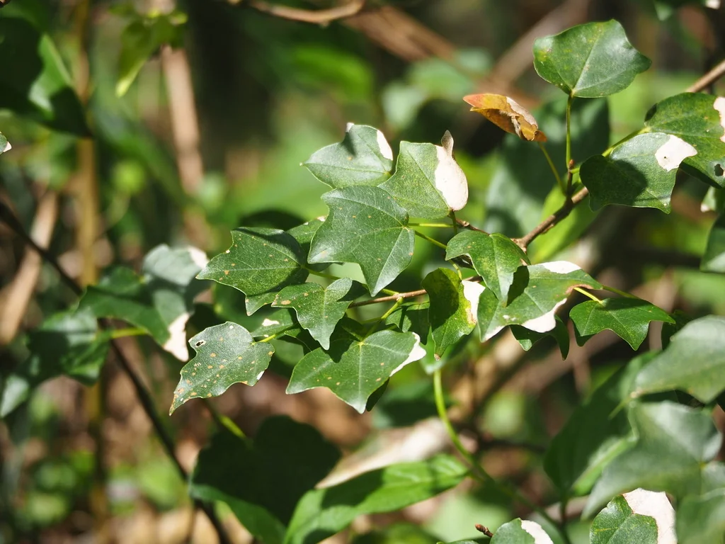 Acer Buergerianum
