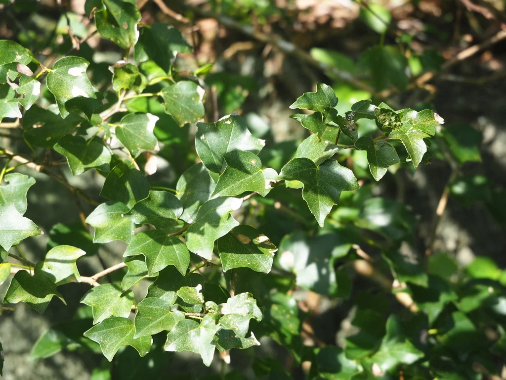 Acer Buergerianum