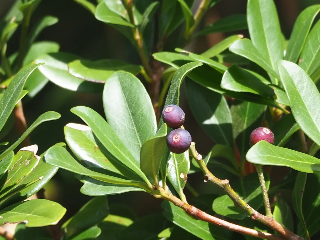 Rhaphiolepis Umbellata
