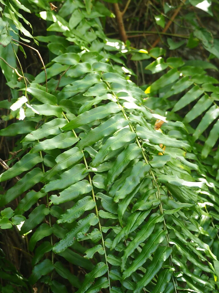 Nephrolepis biserrata