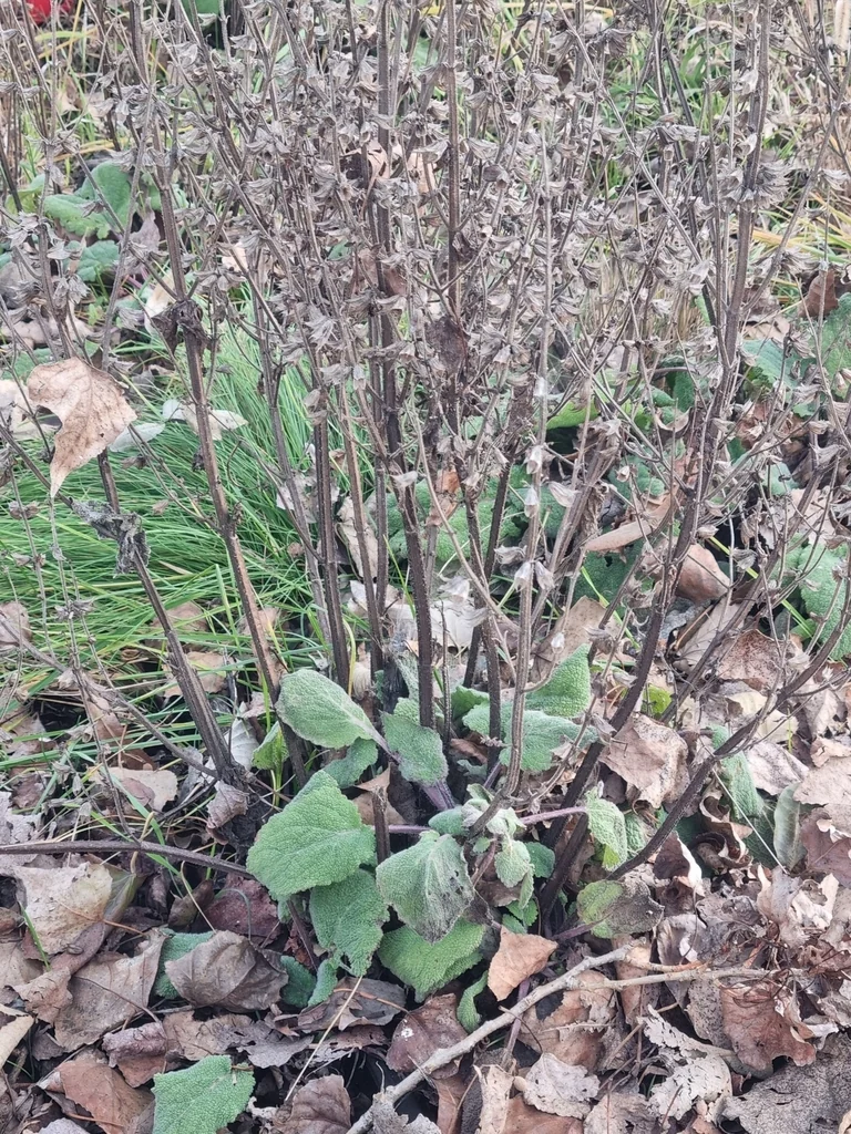 Salvia Sclarea