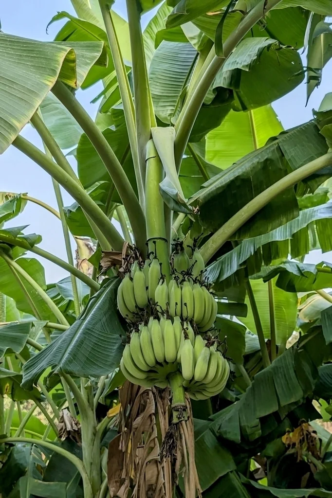 Musa X Paradisiaca