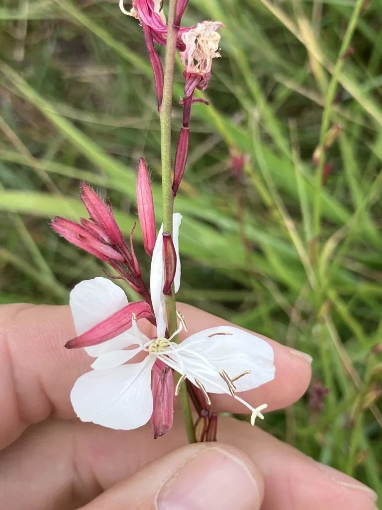 Oenothera lindheimeri