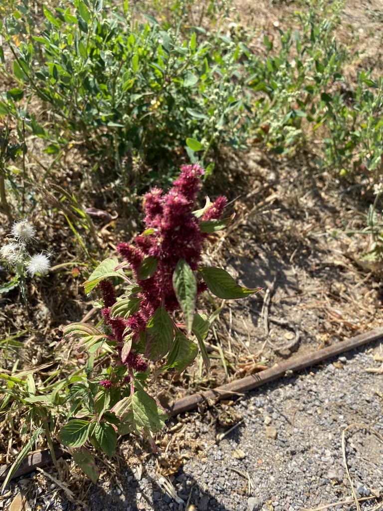 Amaranthus Caudatus