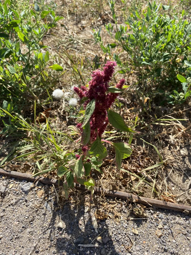 Amaranthus Caudatus