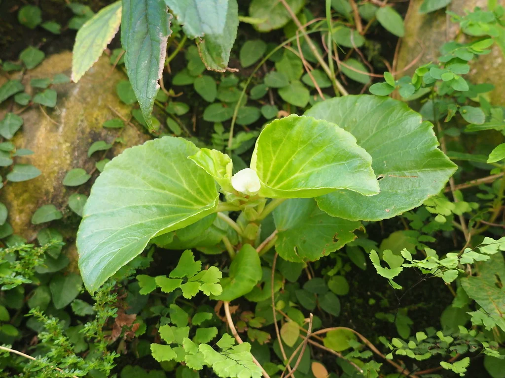 Begonia semperflorens