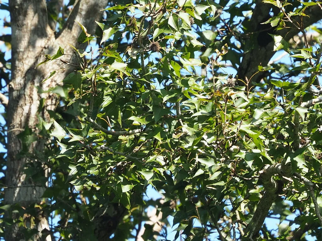 Liquidambar Formosana