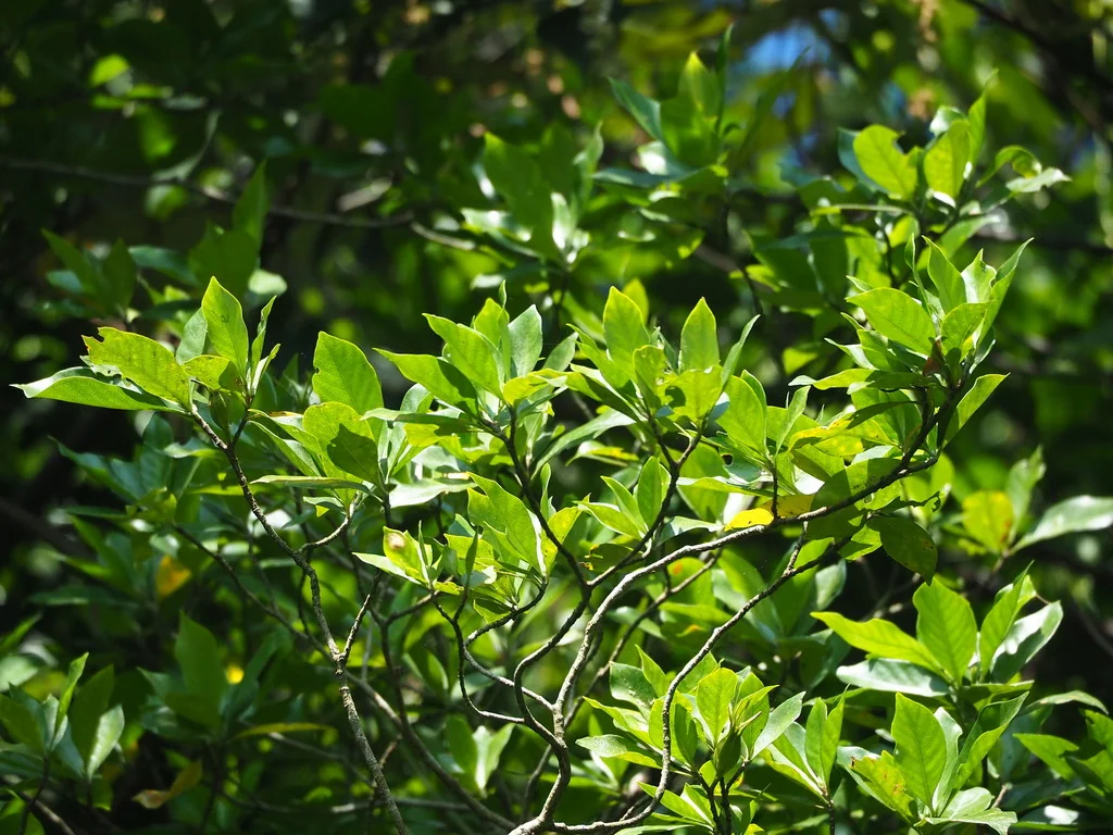 Gardenia Jasminoides
