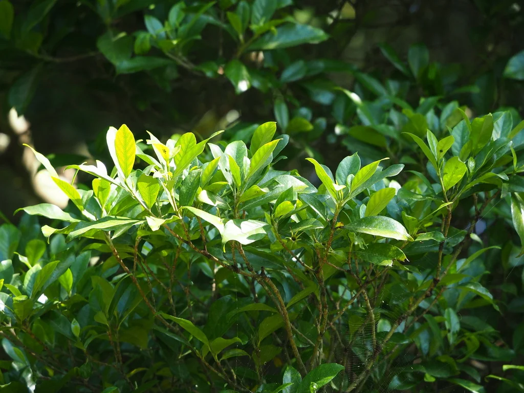Gardenia Jasminoides