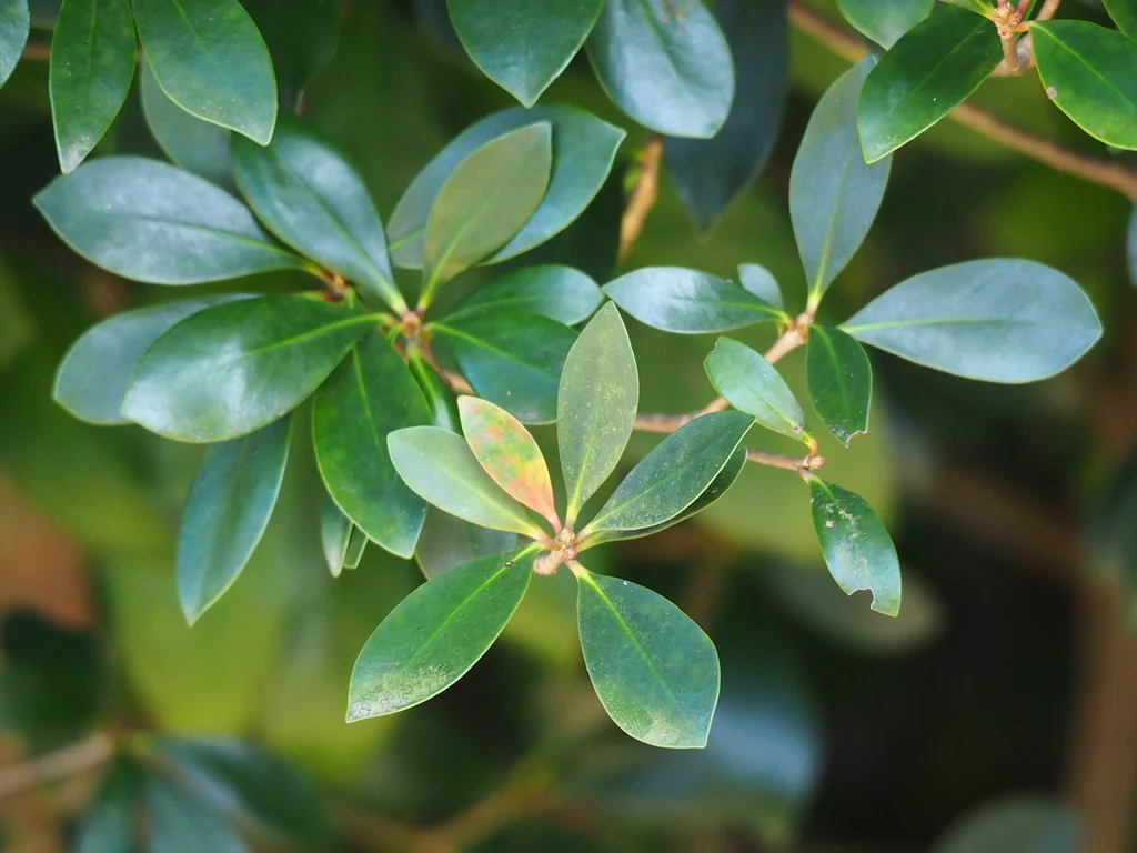 Ternstroemia Gymnanthera
