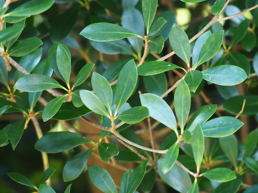 Ternstroemia Gymnanthera