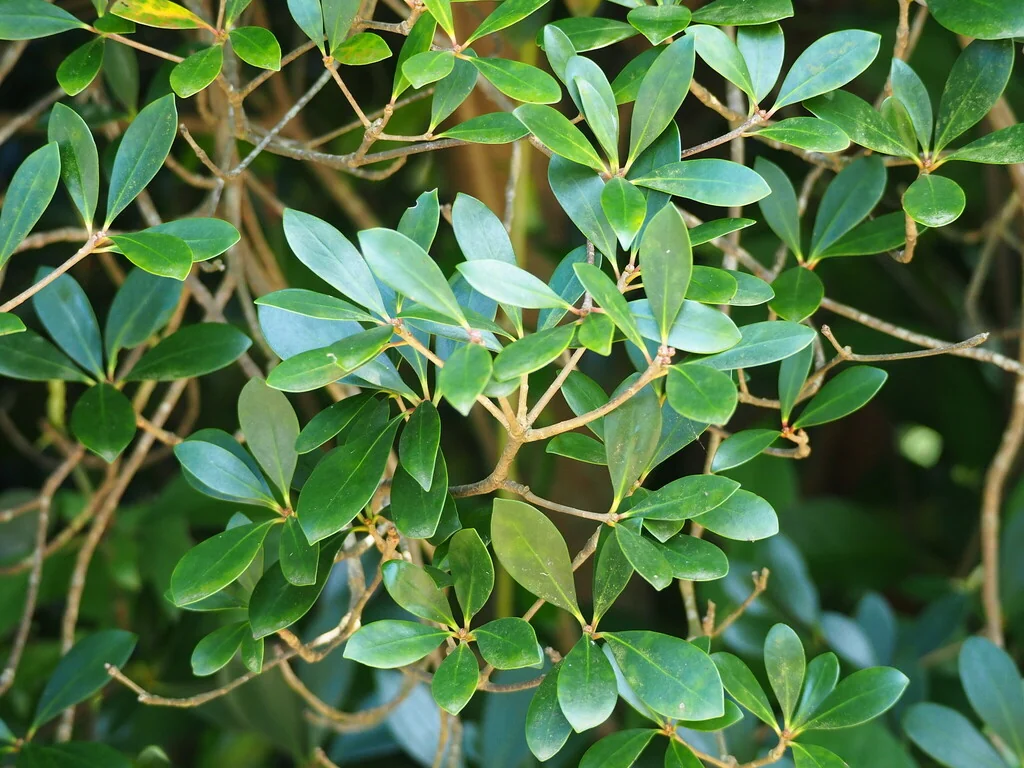 Ternstroemia Gymnanthera
