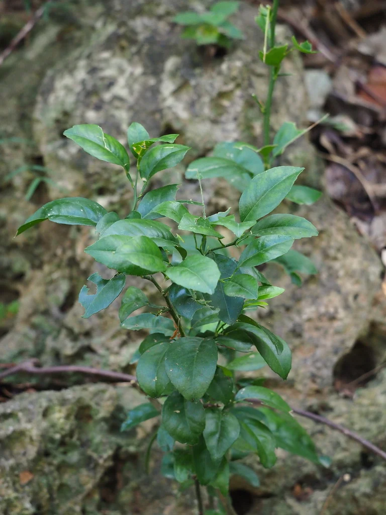 Citrus Maxima