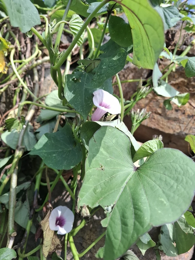 Ipomoea batatas