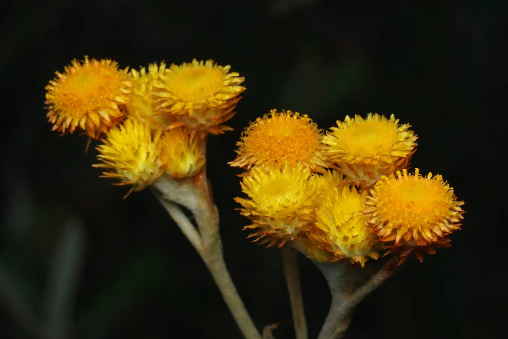 Chrysocephalum apiculatum