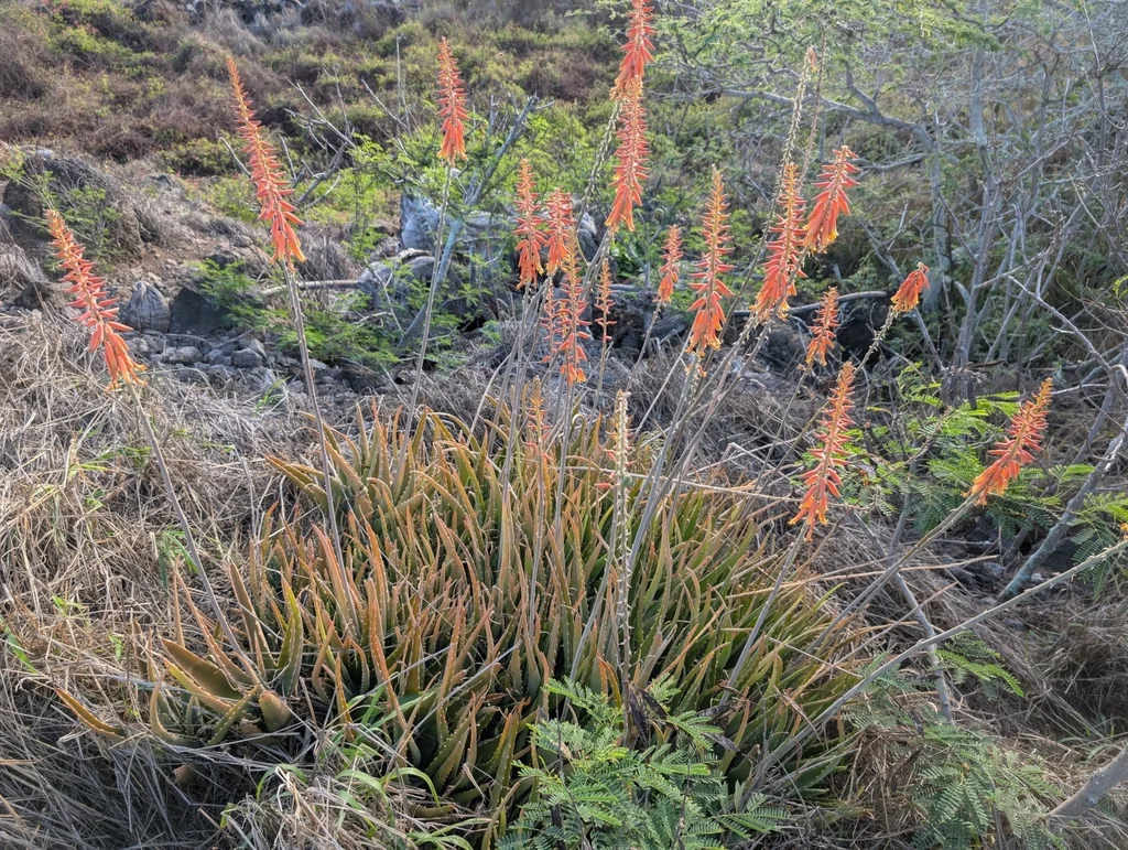 Aloe Vera