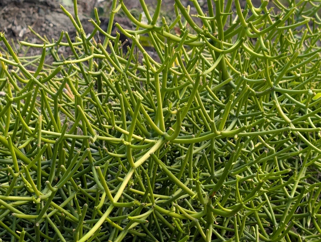 Euphorbia Tirucalli