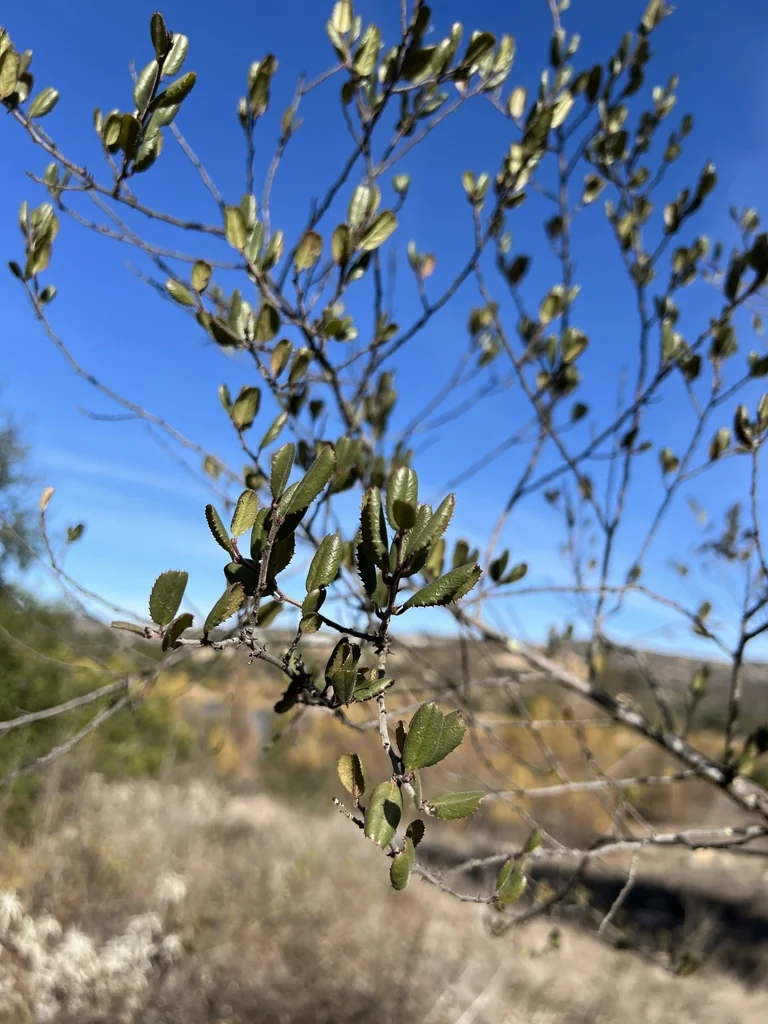 Cercocarpus Minutiflorus