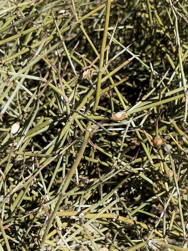 Ephedra Californica