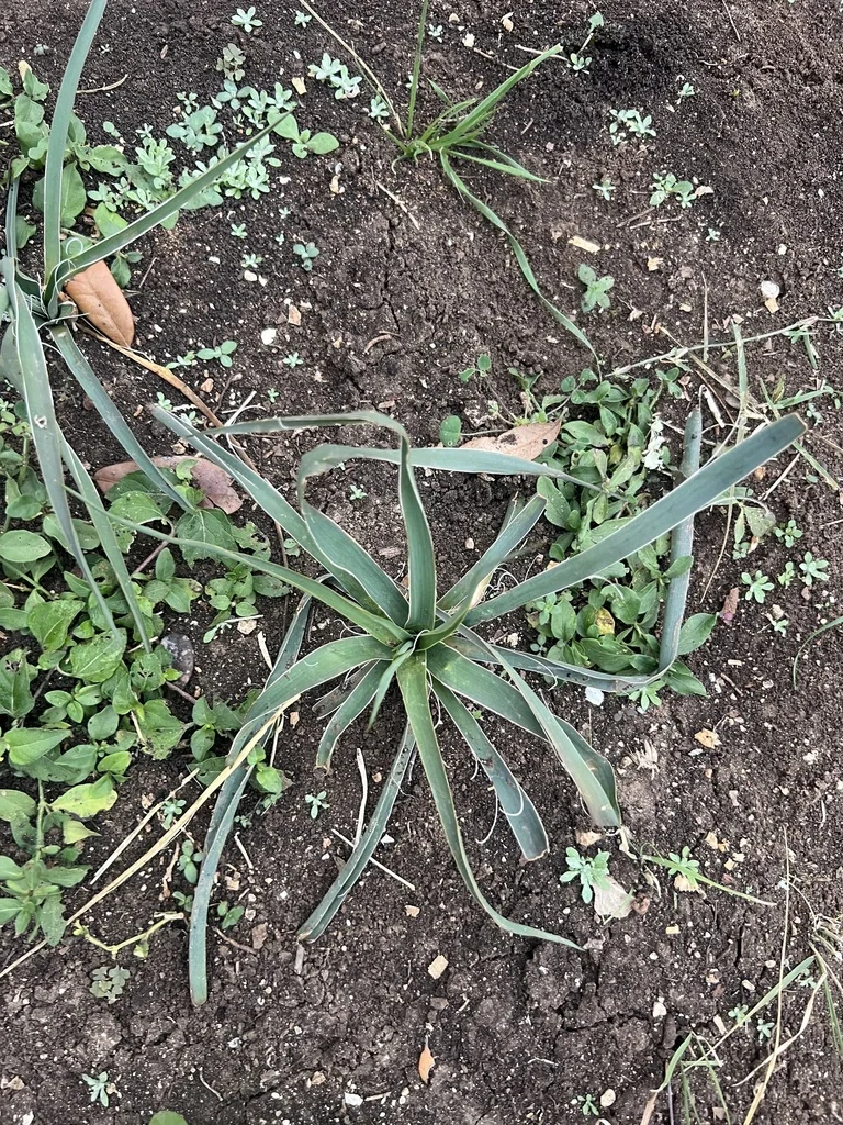 Yucca Rupicola