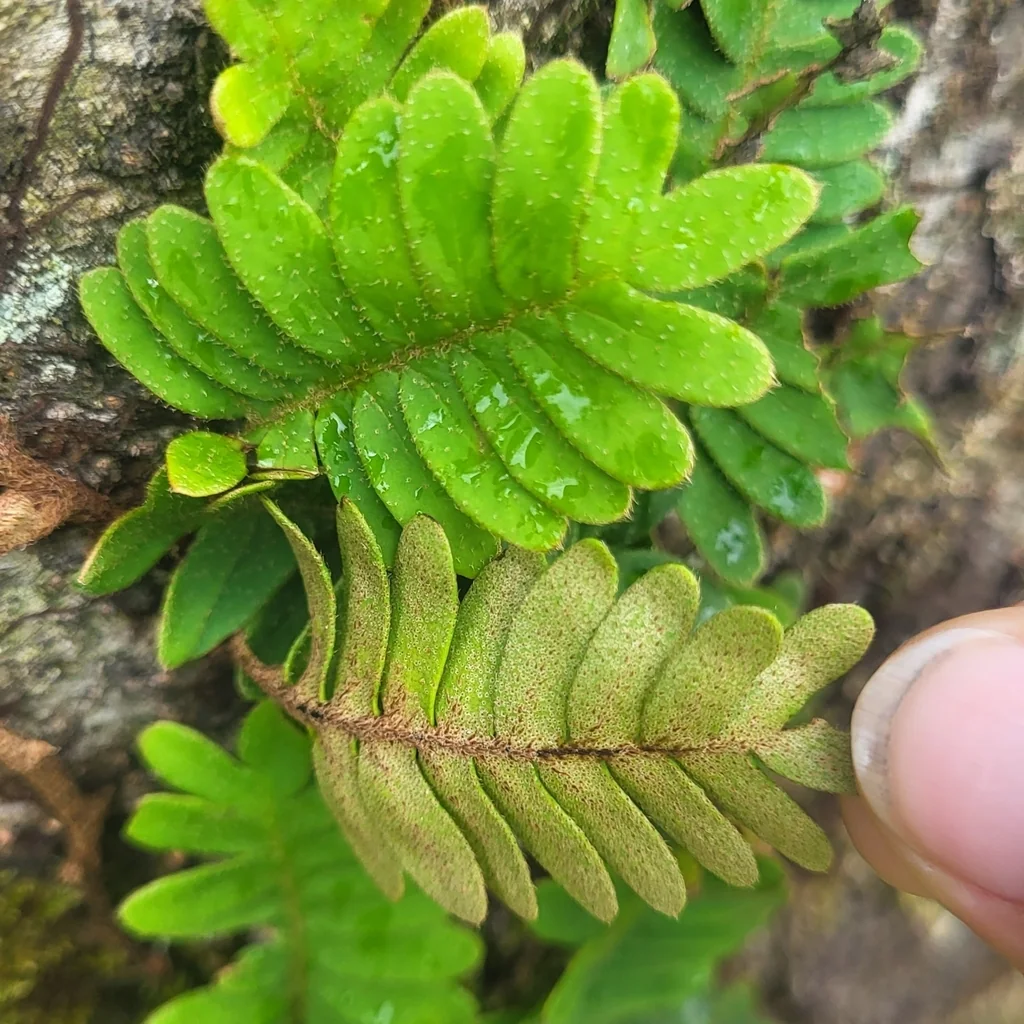 Pleopeltis polypodioides