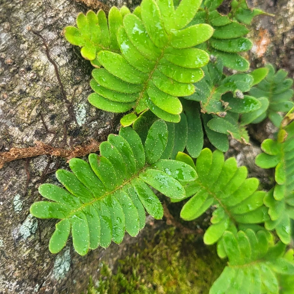 Pleopeltis polypodioides