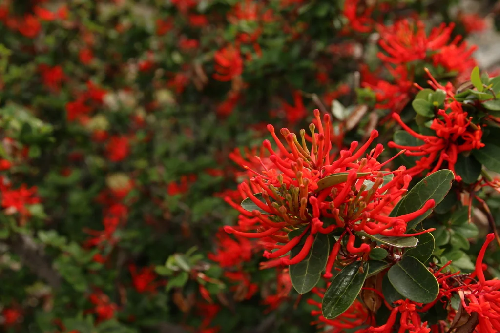 Embothrium Coccineum