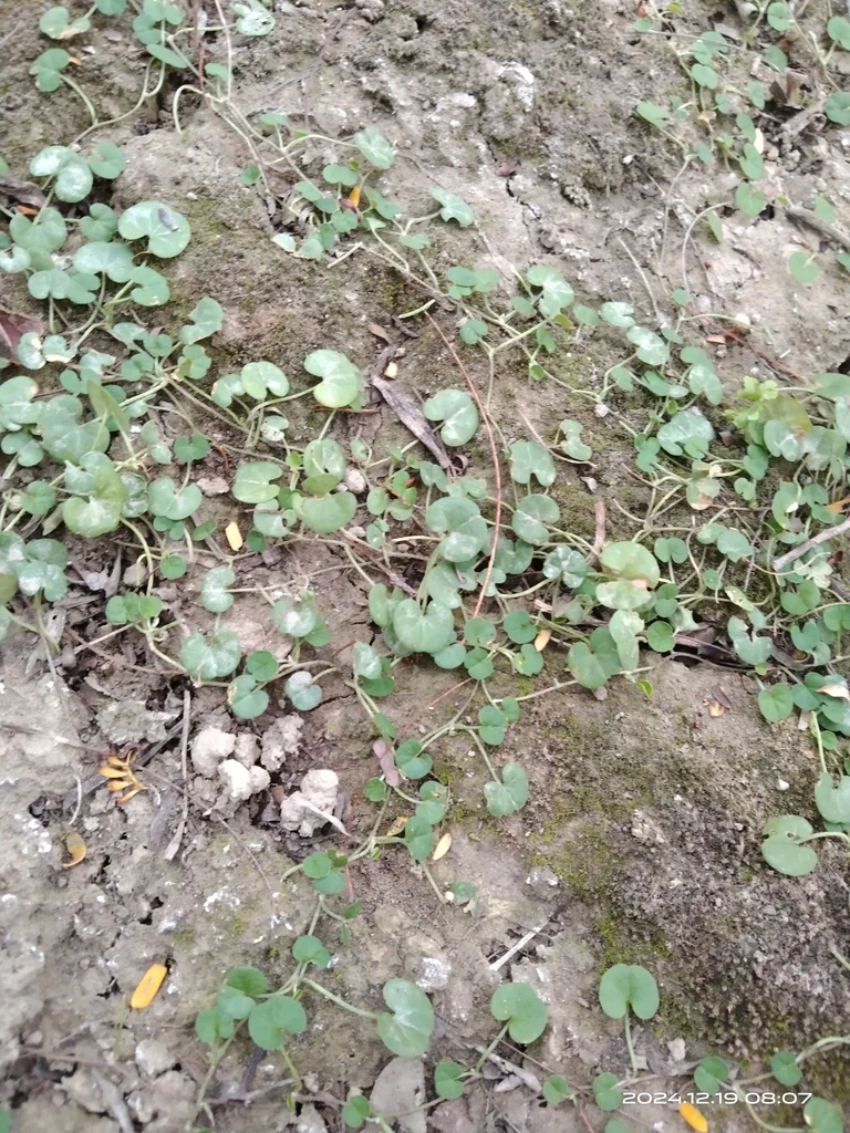 Dichondra Micrantha