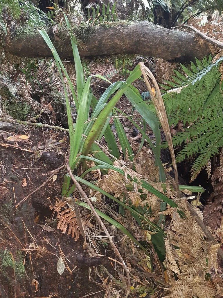Astelia Chathamica
