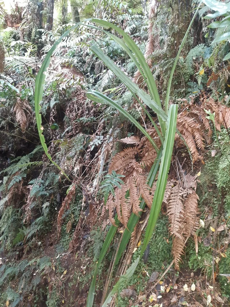 Astelia Chathamica