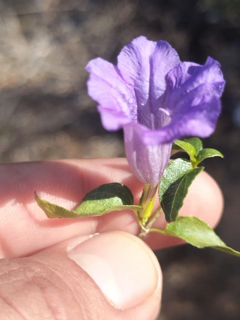 Ruellia Californica