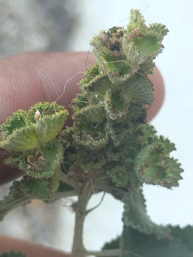 Acalypha Californica