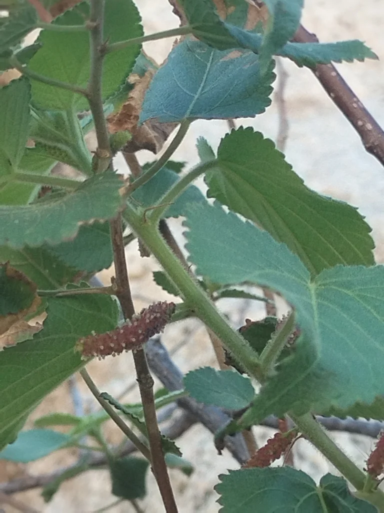 Acalypha Californica