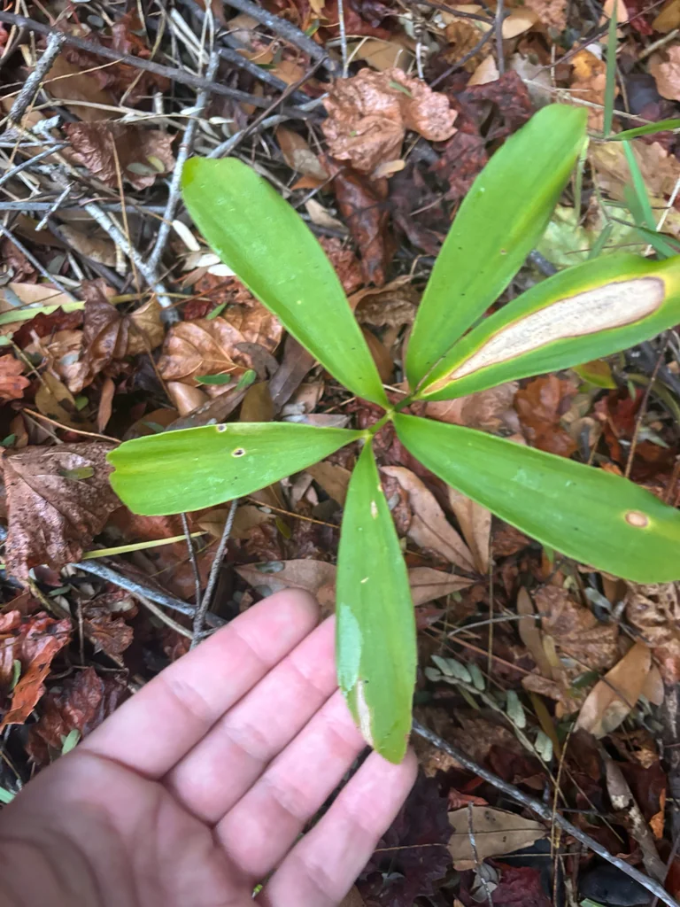Zamia Furfuracea