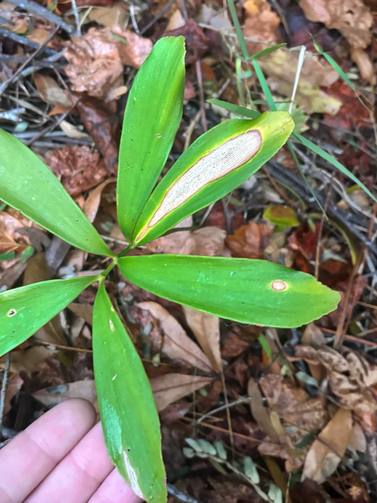 Zamia Furfuracea