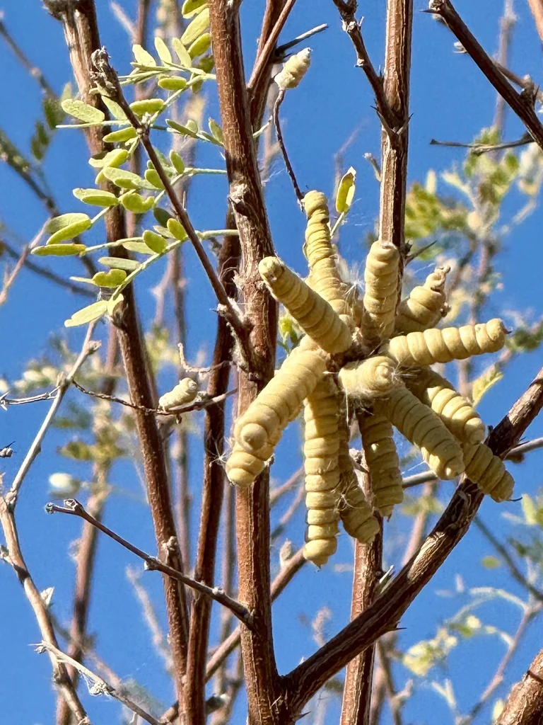 Prosopis Pubescens