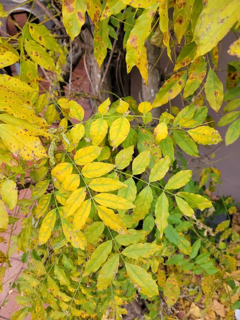 Wisteria Floribunda