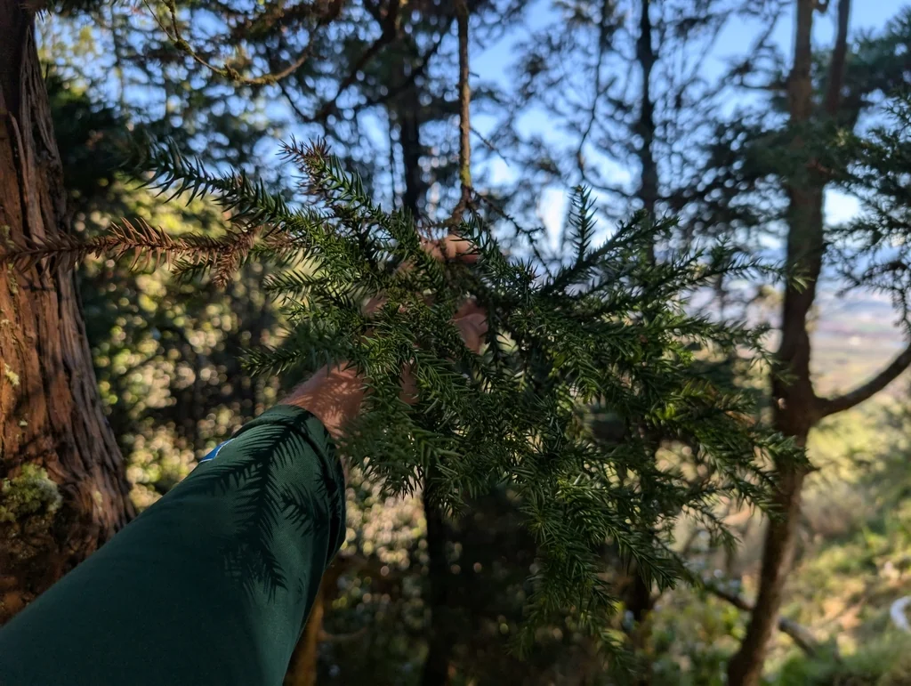 Cryptomeria Japonica