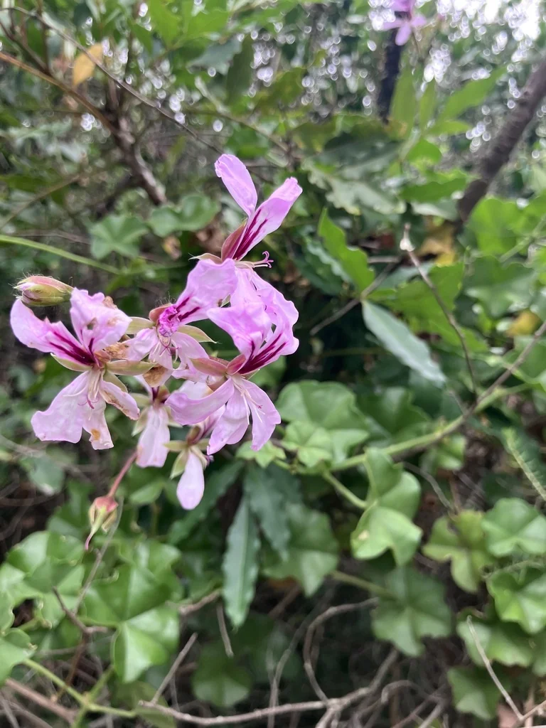 Pelargonium Peltatum