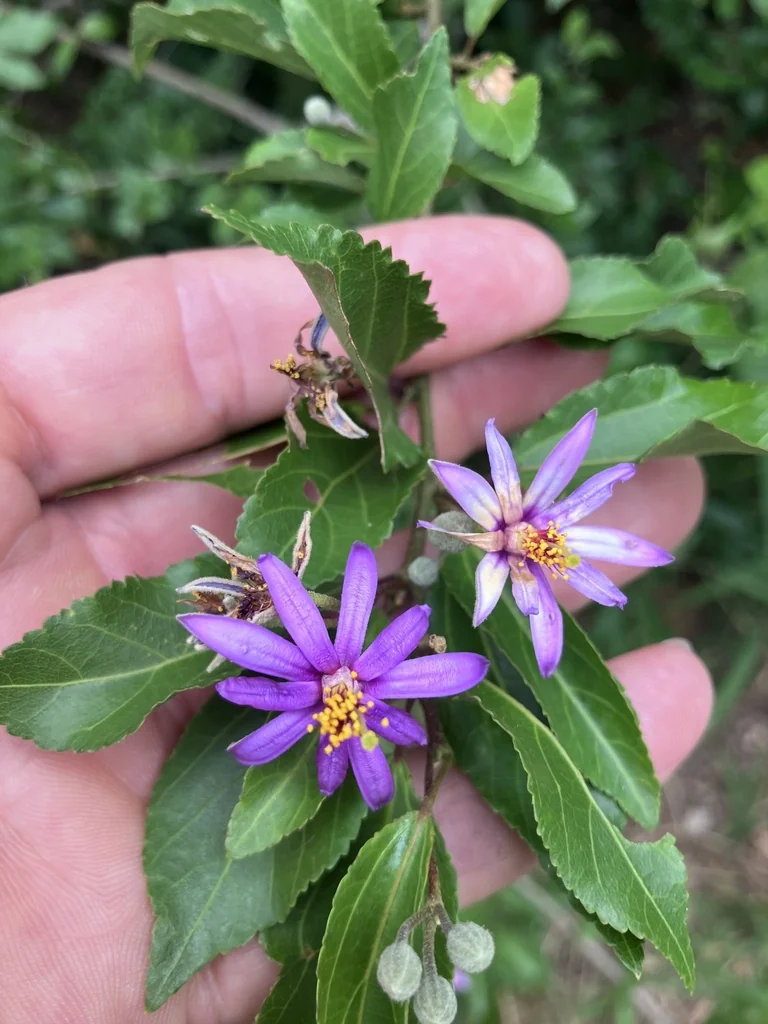 Grewia Occidentalis