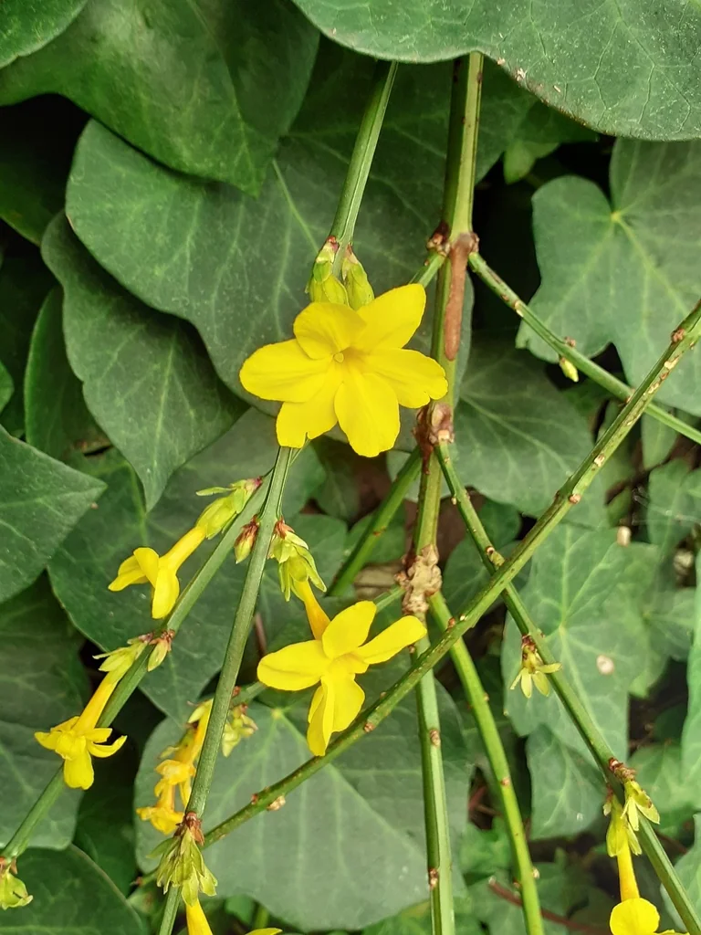 Jasminum Nudiflorum