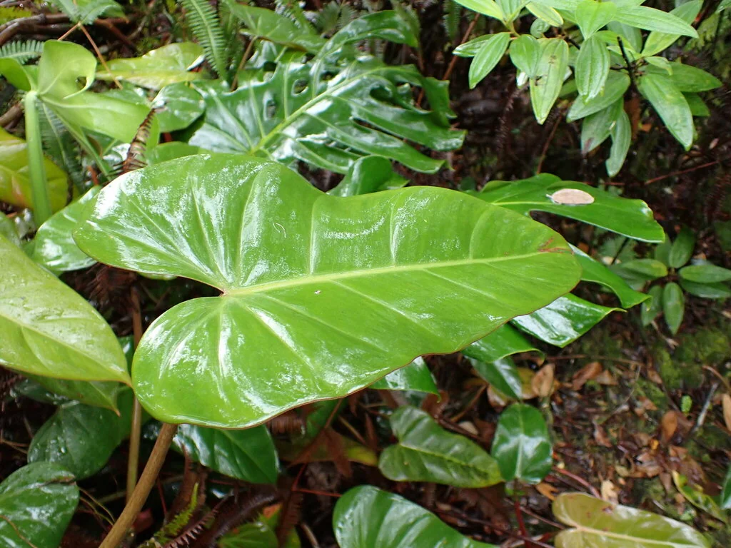 Philodendron erubescens