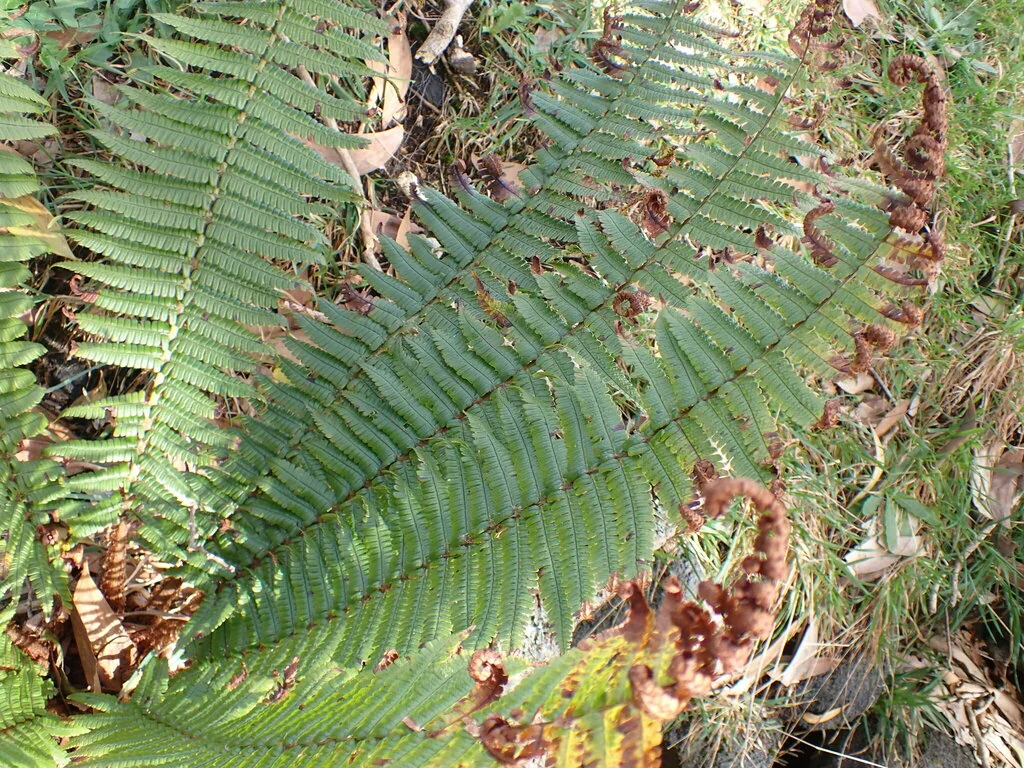 Dryopteris wallichiana