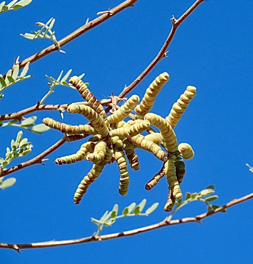 Prosopis Pubescens