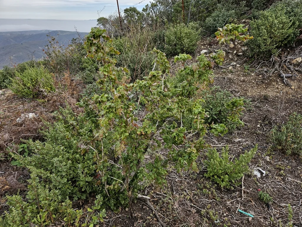 Berberis Pinnata