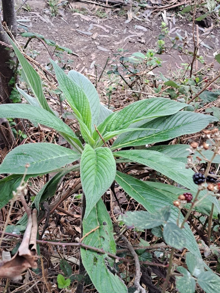 Echium Pininana