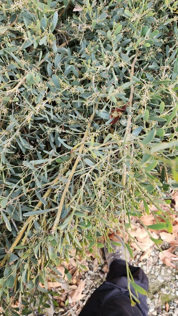 Acacia Redolens